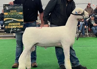 Polled Reserve Junior Champion Ram, Late Fall Ram Lamb